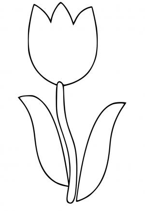 Bunga Tulp